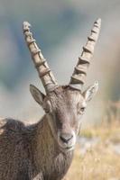 Isolated ibex deer long horn sheep Steinbock photo