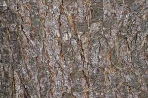 pine bark texture photo