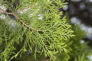 pine tree branch detail photo