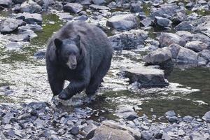 Black Bear while crossing the river photo