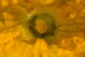 calabacín amarillo flor pistilo zucchini macro foto