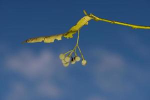 linden fruit on blue sky background photo