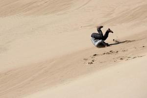 man rolling on sand dunes photo