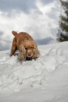 cachorro mientras juega en la nieve foto