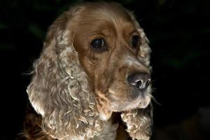 English cocker spaniel dog photo