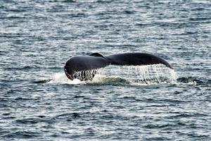 Humpback whale tail while going down in the deep ocean photo