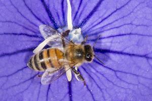 bee collecting pollen inside a flower photo