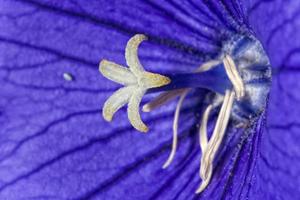 Violeta flor blanco pistilo foto