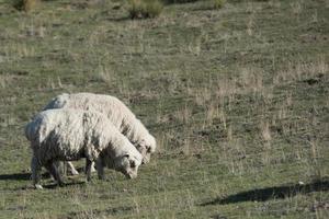 sheep flock on patagonia grass background photo