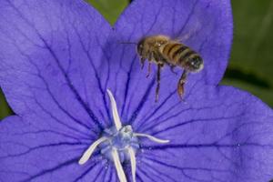 bee collecting pollen inside a flower photo