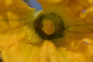 courgette yellow flower pistil zucchini macro photo