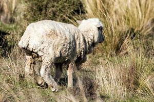 sheep flock on patagonia grass background photo