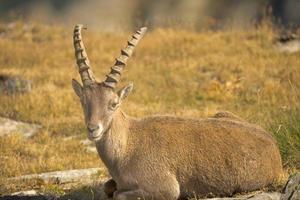 una oveja aislada de cuerno de lonh de ibex se cierra en un retrato sobre el fondo marrón foto