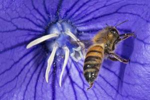 bee collecting pollen inside a flower photo