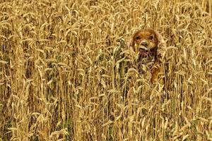Puppy cocker spaniel dog running in the weath field photo