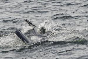 cola de ballena jorobada foto