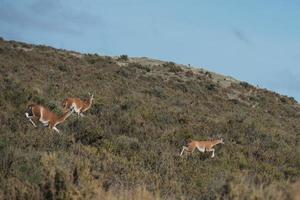 guanaco portrait in Argentina Patagonia photo