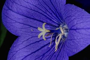 Violeta flor blanco pistilo foto