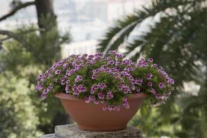 purple flowers on city balcony view photo