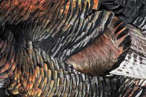 Turkey feathers rainbow metallic background photo