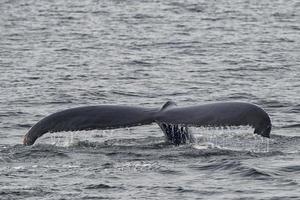 cola de ballena jorobada foto