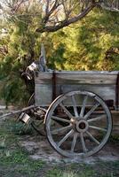 sheep skull on far west wagon photo