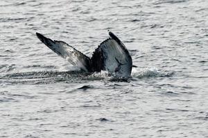 Humpback whale tail while going down in the deep ocean photo
