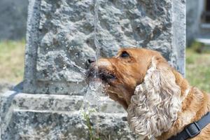 Dog puppy cocker spaniel drinking photo