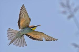 A bee eater bird flying with a butterfly photo