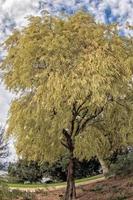 giant eucalyptus tree yellow leaf photo