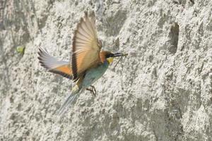 A bee eater bird flying with a dragonfly photo