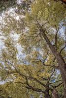 giant eucalyptus tree yellow leaf photo