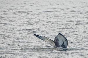 cola de ballena jorobada foto