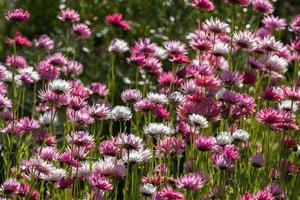 perth botanic gardens west australia photo