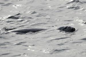 A seal while swimming photo