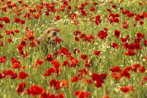 English cocker spaniel dog into poppy photo