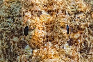 Scorpion Fish portrait photo