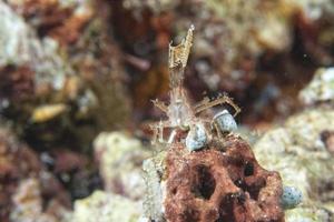 A colorful hermit crab photo