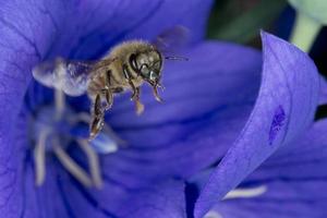 bee flying to you from flower photo