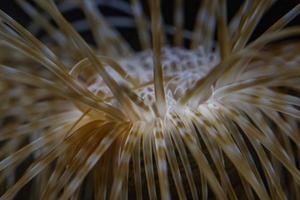 mediterranean sea cerianthus underwater detail photo