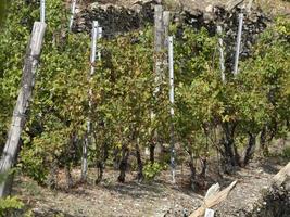 cinque terre wine grapevine sciacchetra wine photo