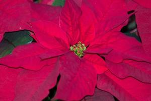 POINSETTIA xmas star plant detail photo