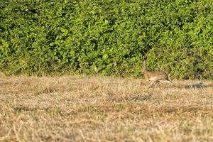 hare jumping on the grass photo