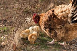 gallina y pollitos melancólicos en una granja foto