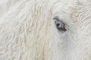 caballo blanco ojo azul foto