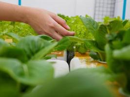 Farmer's hands in hydroponics garden in the morning health care concept photo