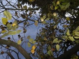 persimmon fruit tree and leaves in autumn photo