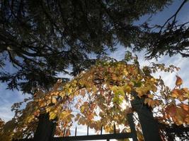 hojas de seto amarillas en la temporada de otoño foto