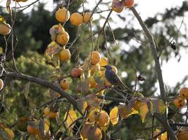 starling bird on persimmon fruit tree and leaves in autumn photo