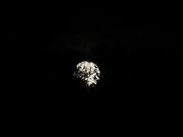 full moon on black tree branches photo